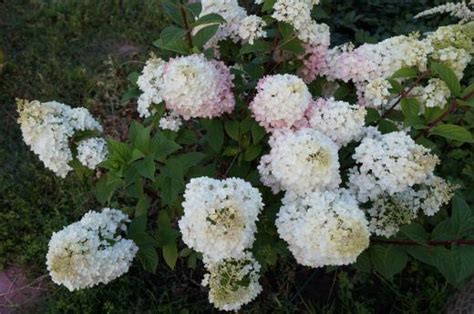 Гортензия Сандеа Фрейз - Фото дачи