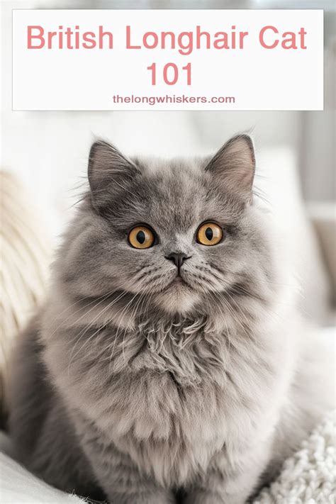 british longhair cat         long