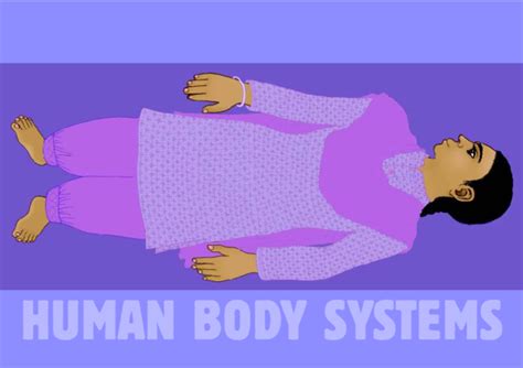 Pdf Human Body Systems 1