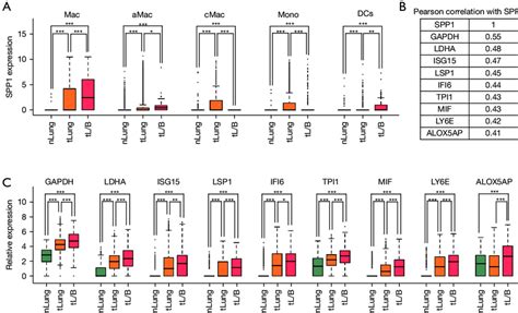 SPP1 Macrophages And Lung Cancer Progression A The Expression Of