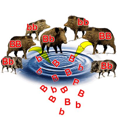 Genetic Diversity And Adaptation The A Level Biologist Your Hub