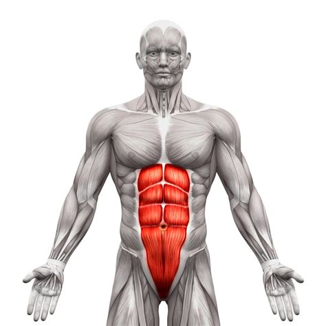 abdominal muscles
