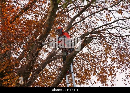 Pruning of copper beech tree in an urban garden with an unsecured ...