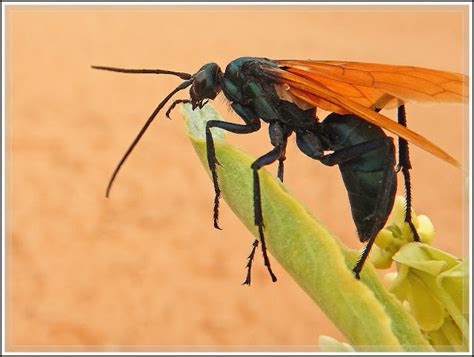 Ken S Photo Gallery Tarantula Hawk Wasp Pepsis Species