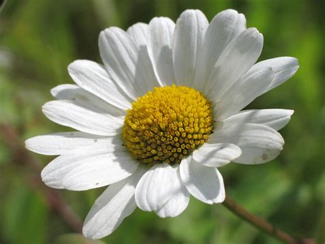 La Côte Dazur Marguerite Reine