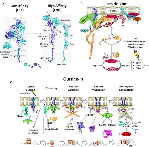 Frontiers Phagocytic Integrins Activation And Signaling