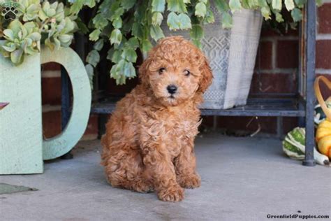 Peanut Cavapoo Puppy For Sale In Pennsylvania