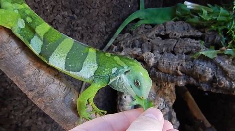 Полосатая фиджийская игуана | Brachylophus fasciatus | Fiji banded ...