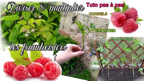 Diviser Multiplier Les Framboisiers Pour Plants Et Framboises L