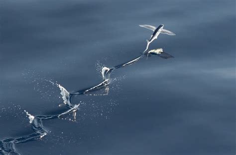 atlantic flyingfish east coast pelagics inaturalist