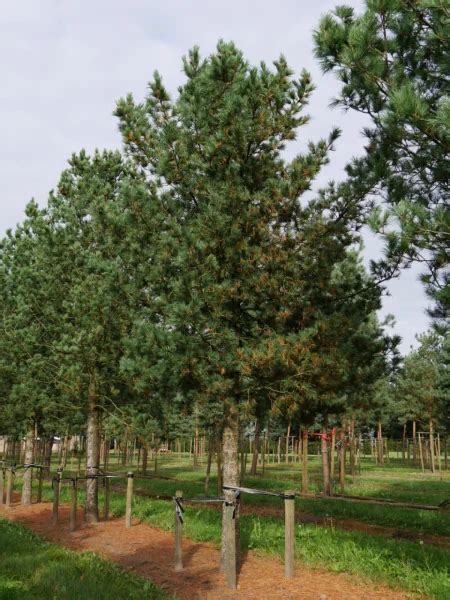 Pinus Cembra Alpenden Van Den Berk Boomkwekerijen