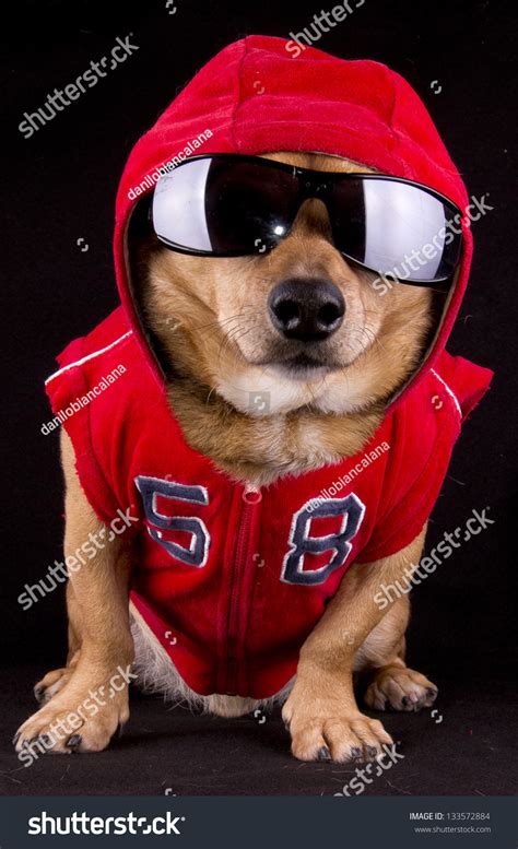 376 Rap dog Stock Photos, Images & Photography | Shutterstock