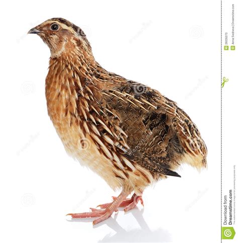quail clipart png 20 free Cliparts | Download images on Clipground 2024