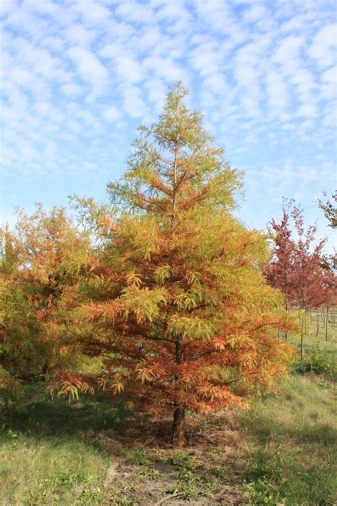 Taxodium Distichum Spring Grove Nursery