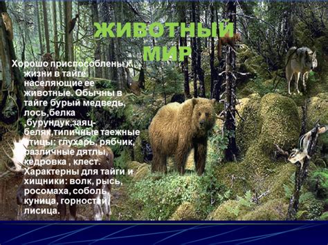 Презентация Тайга 4 класс – скачать бесплатно pptx