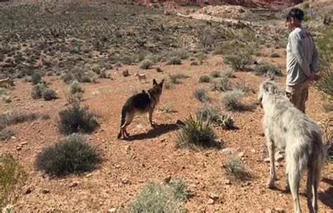 The Desert Coyote- 12 Important Things To Know - The geography teacher
