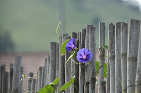 Обои Цветы Вьюнки, ипомеи, обои для рабочего стола, фотографии цветы ...