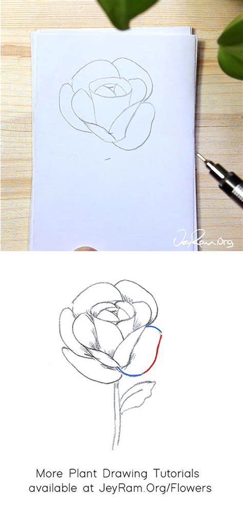 How To Draw A Rose Step By Step For Beginners — Jeyram Art Flower