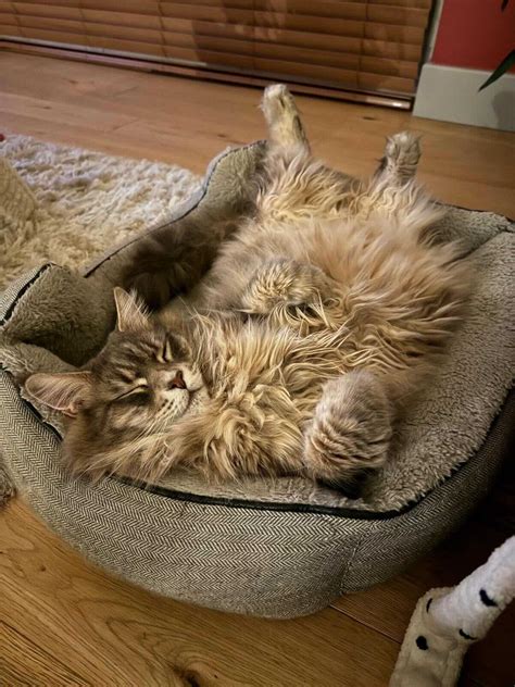 What Is The Average Weight Of A Maine Coon Cat? – Maine Coon Central