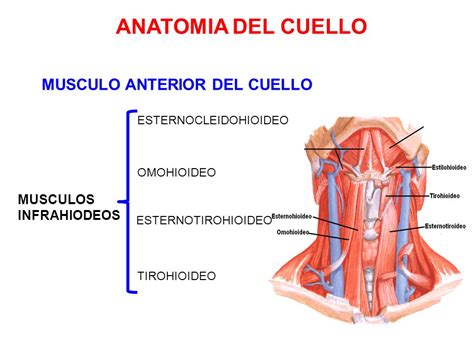 Anatomía Anterior Del Cuello