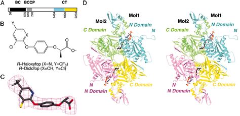 Acetyl Coa Carboxylase Structure