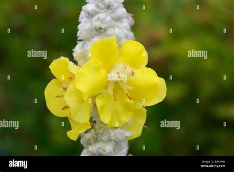 verbascum bombyciferum  res stock photography  images alamy