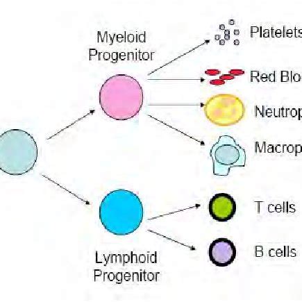 Differentiation of hematopoietic stem cells. In the bone marrow ...