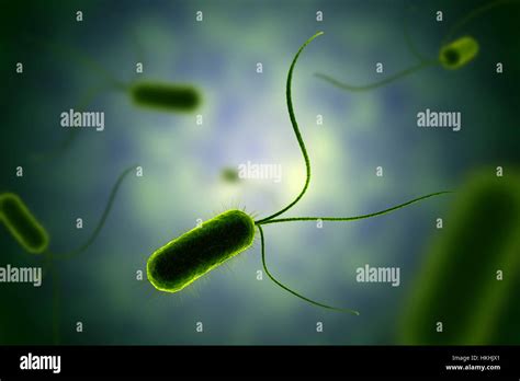 Flagella hi-res stock photography and images - Alamy