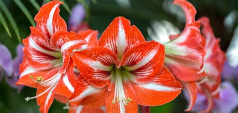 Amaryllis: Pflege