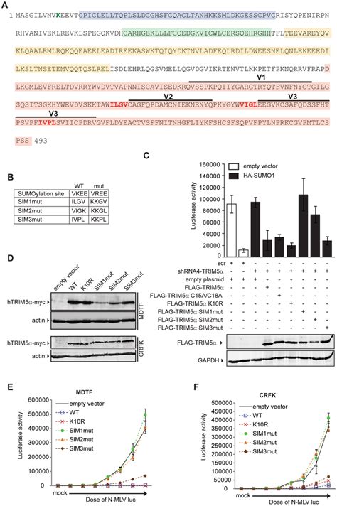 Sumo Interacting Motifs Present In Human Trim Are Important For