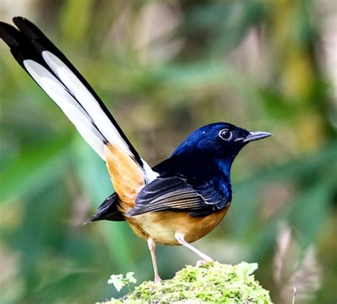 Burung Murai Batu Ciri Ciri Jenis Dan Perawatannya Beserta Video