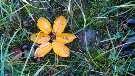 1024x768 wallpaper | six yellow leaf plant covered by green leaf