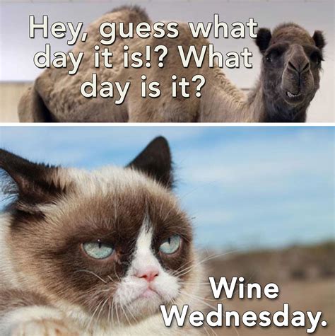 DrinkStack - The Online Beverage Magazine | Funny wednesday memes, Wednesday humor, Wednesday memes