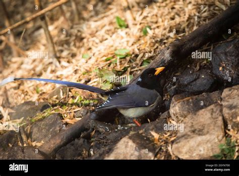 Yellow Billed Blue Magpie Urocissa Flavirostris Pune Stock Photo Alamy