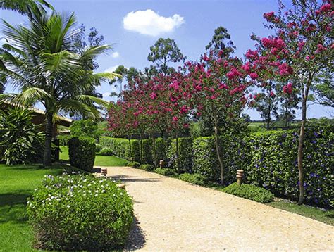 10 Plantas Para Fazer Uma Cerca Viva Casa E Decoração Decorar Casa Blog