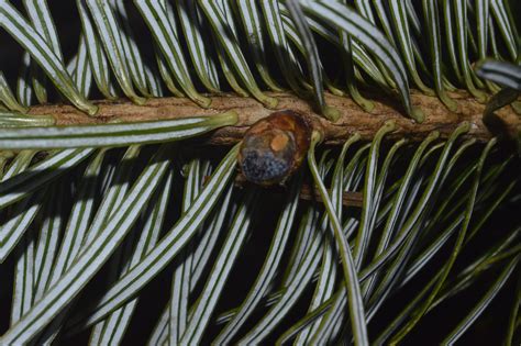 Abies Densa Eflora Of India