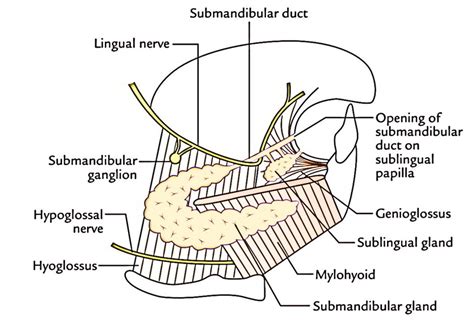 Sublingual Papilla