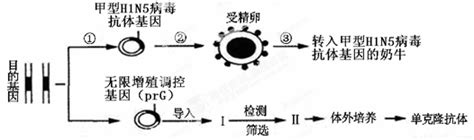 下图是单克隆抗体制备过程示意图其中1过程注射的物质和a细胞的名称分别为 A．抗体t淋巴细胞 B．抗原t淋巴细胞 C．抗体b淋巴