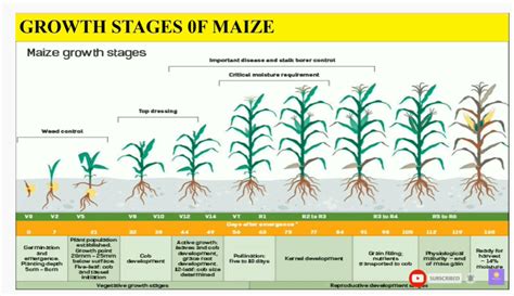 Cultures de maïs Quality Silage