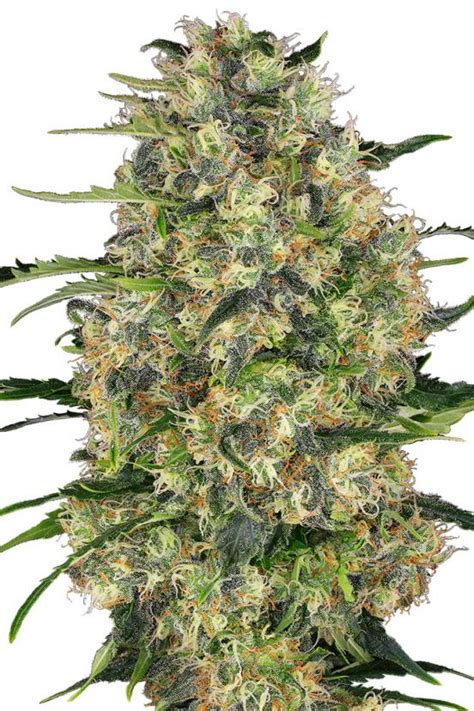 Big Bud Regular Buy Sensi Seeds Cannabis Seeds