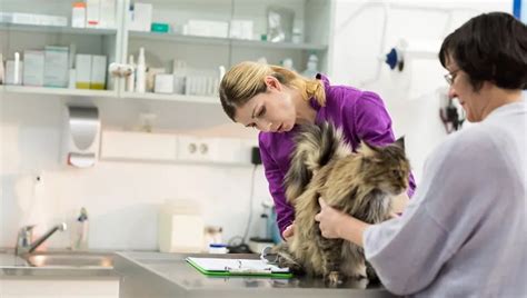Anal Gland Disease In Cats Symptoms Causes Treatments CatTime