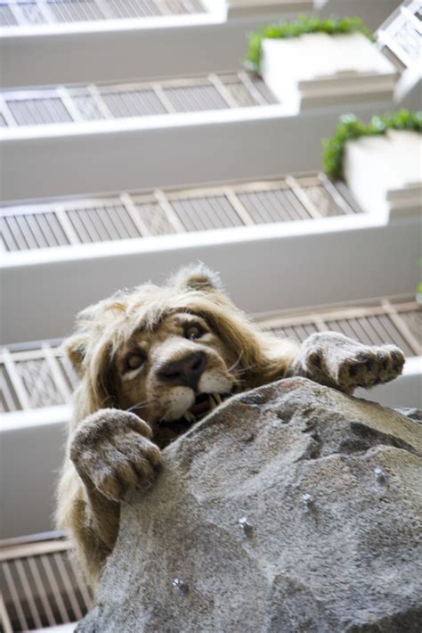 Lion Embassy Suites Had An Animatronic Lion In The Atrium … Flickr