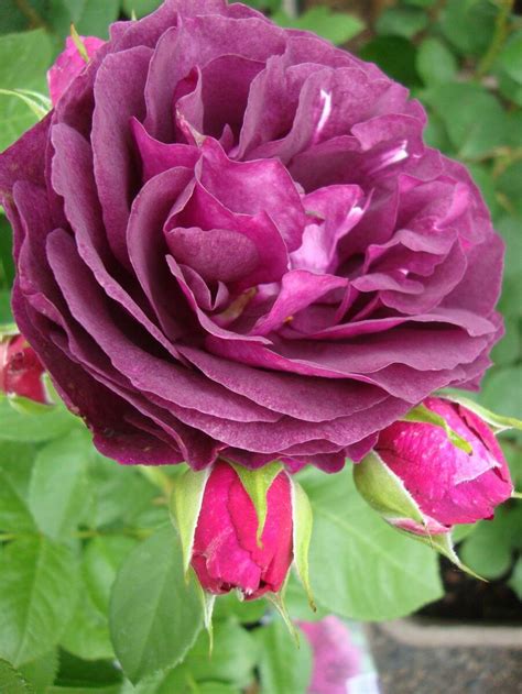 Розы королевской расцветки и Любовная песня! | Цветущий сад Татьяны | Дзен