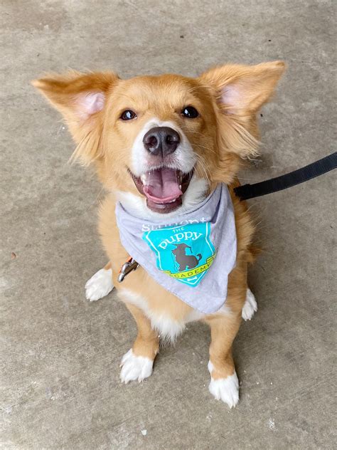 The Ultimate Guide to Puppy Training: Tips, Tricks, and Techniques