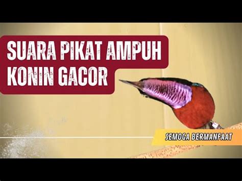 Suara Pikat Burung Konin Gacor Full Isian Hitungan Menit Langsung