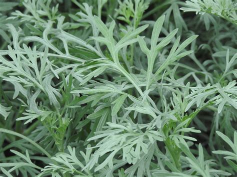 Artemisia Absinthium Absinthe Absinthium Armoise Absinthe Artemisia