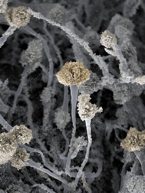 Aspergillus Fumigatus Fungus Sem Stock Image C Science