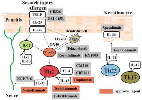 Novel Therapeutic Targets for the Treatment of Atopic Dermatitis