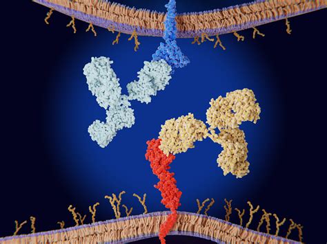 Immune Checkpoint Inhibitors Managing Ocular Side Effects Of Cancer