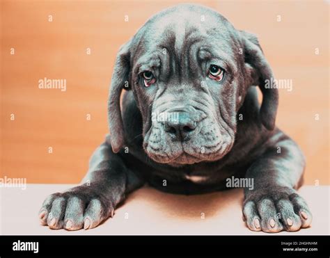 Mastino Napoletano Puppy Fotos Und Bildmaterial In Hoher Aufl Sung